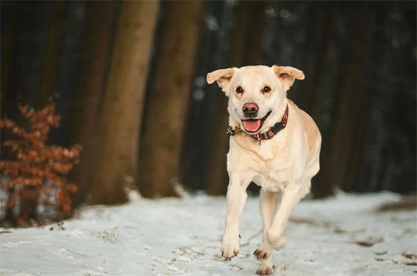 Trastornos compulsivos en perros: 5 señales que no debes ignorar