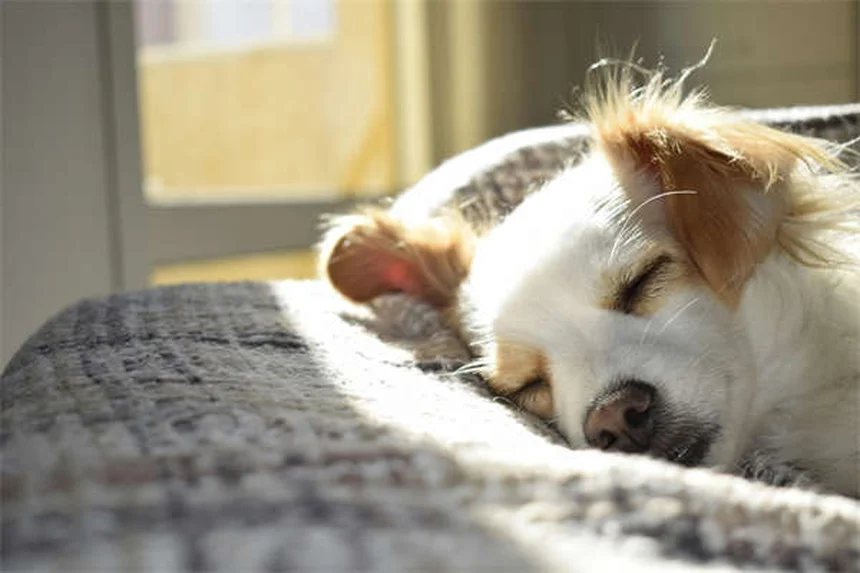 Trastornos compulsivos en perros: 5 señales que no debes ignorar
