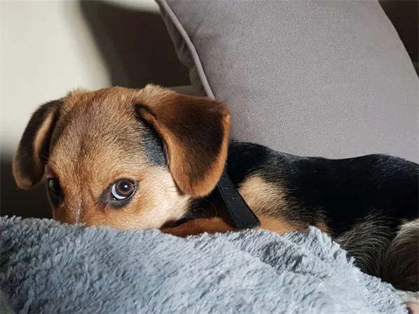 5 Consejos esenciales para hacer senderismo con tu perro de forma segura