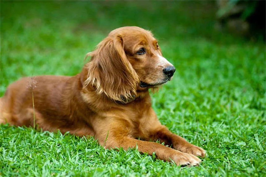 5 Consejos esenciales para hacer senderismo con tu perro de forma segura