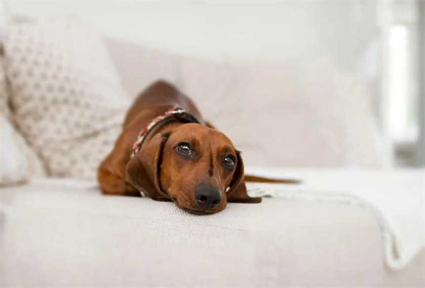 5 Consejos esenciales para hacer senderismo con tu perro de forma segura