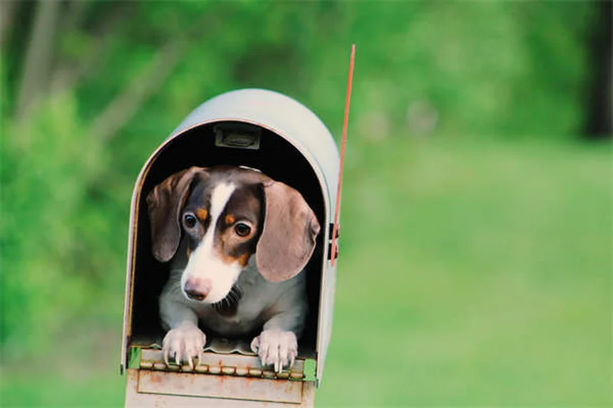 FCE en perros: Todo sobre la embolia fibrocartilaginosa canina