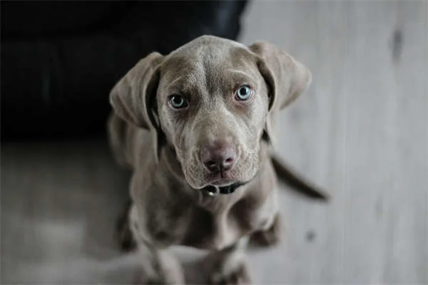 FCE en perros: Todo sobre la embolia fibrocartilaginosa canina