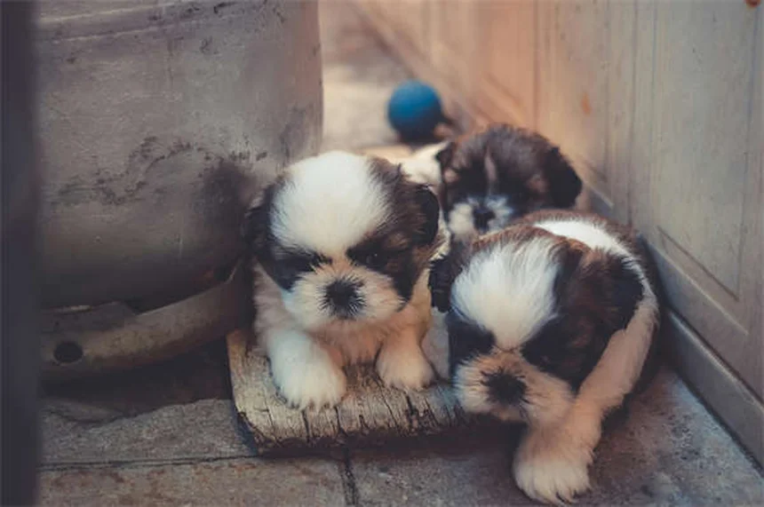 Infecciones renales en perros: Síntomas, tratamiento y cómo prevenirlas