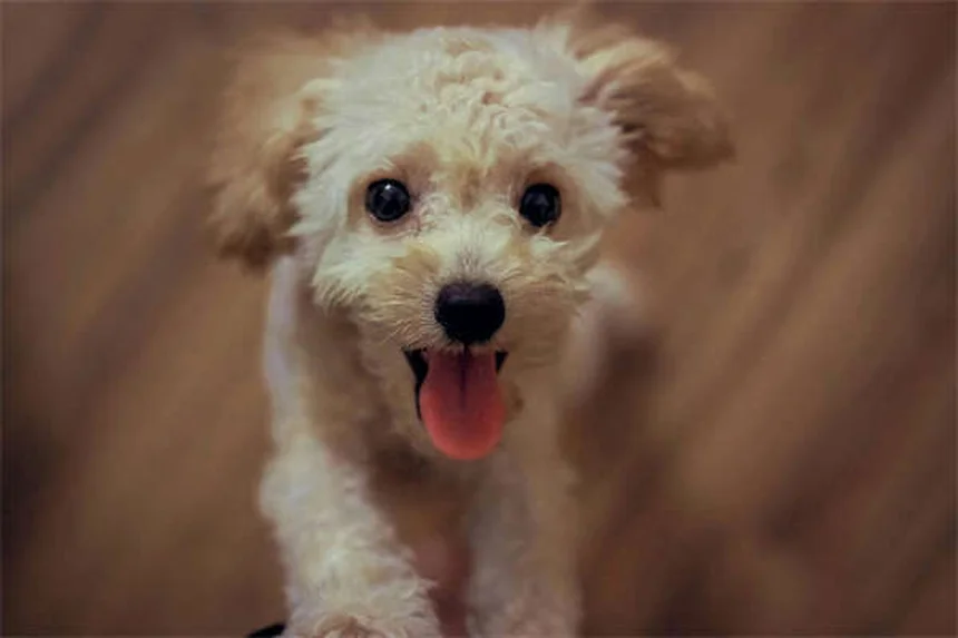 Redes sociales para adopción de mascotas: ¡Convierte tu like en un hogar!