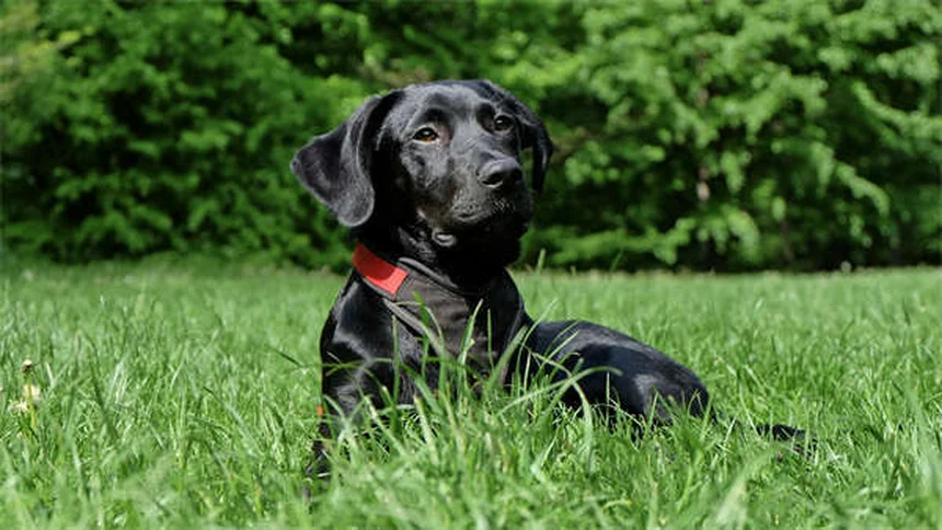 Redes sociales para adopción de mascotas: ¡Convierte tu like en un hogar!