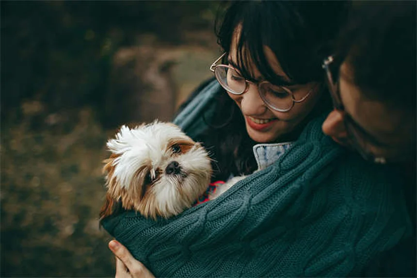 10 razas de perros japoneses que debes conocer