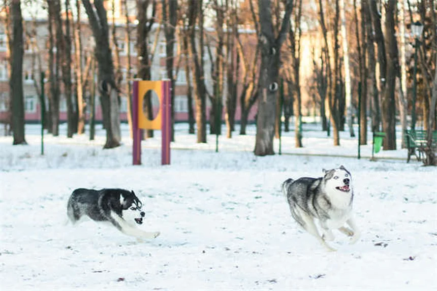 Perros estresados: ¿Eres tú quien los pone nervioso?