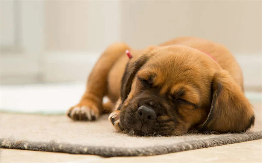 7 trucos infalibles para calmar a tu perro en el avión
