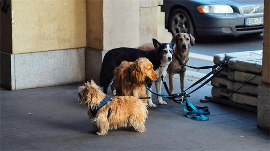 Náuseas en perros: síntomas y soluciones efectivas