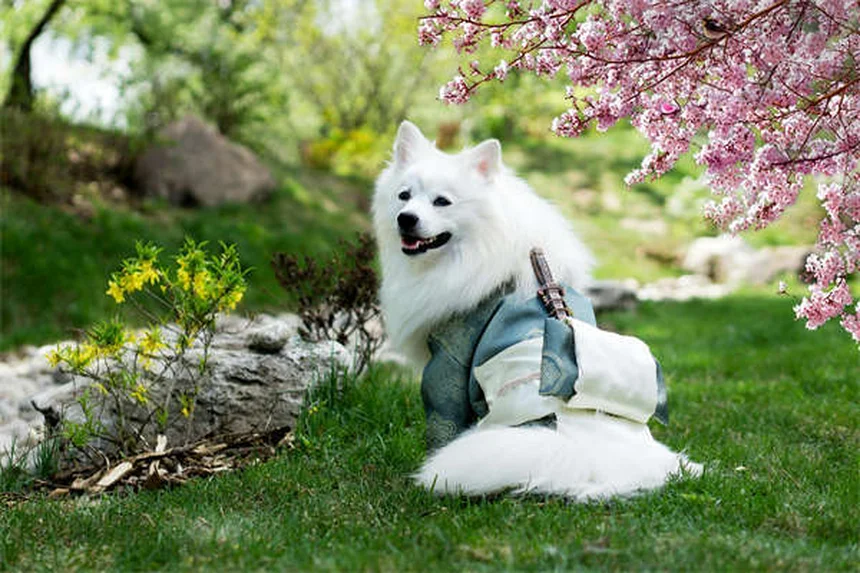 Cómo enseñar a tu perro a echarse: Guía definitiva con trucos expertos