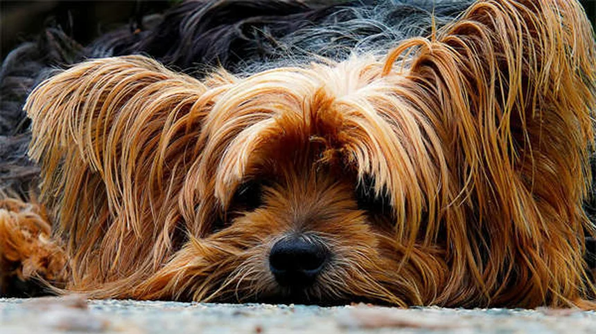 Famotidina para mascotas: Todo sobre Pepcid® y sus beneficios