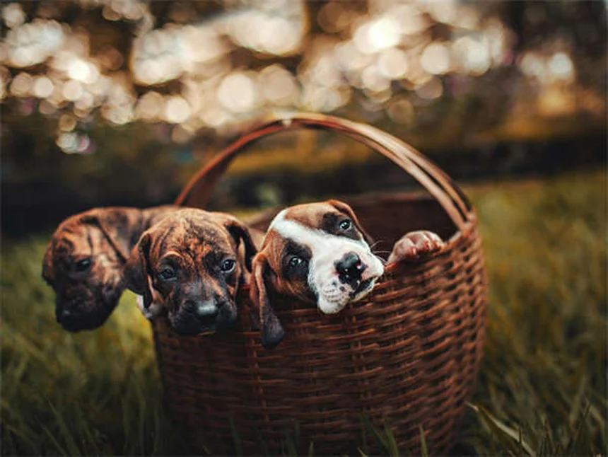 ¿Tu perro estornuda mucho? Descubre cómo su cama puede ser la culpable