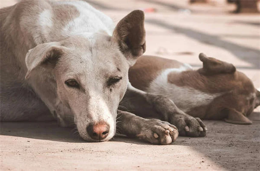 Señales de que tu perro está muriendo: Cómo saber cuándo es el momento