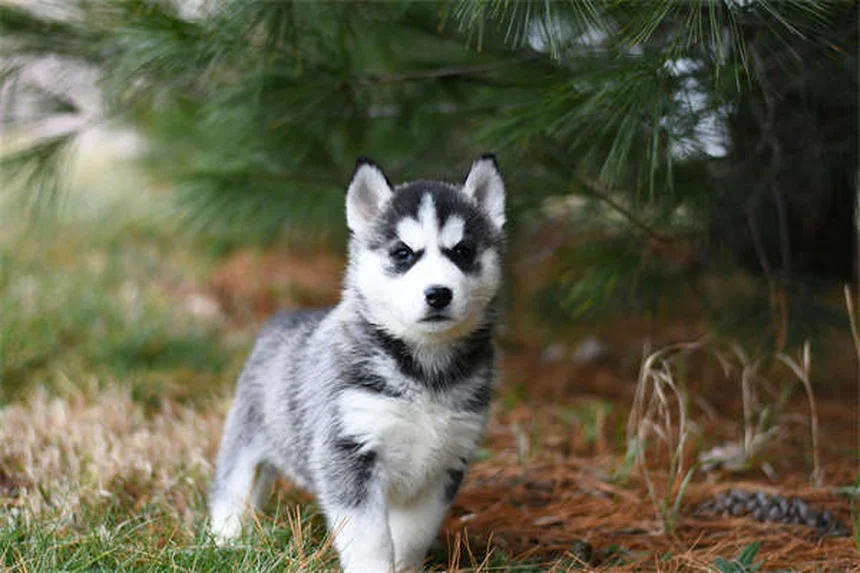 Ejercicios para perros miedosos: 5 técnicas infalibles para aumentar su confianza