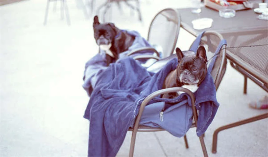 Cristales en la orina de perros: ¿Cuándo preocuparse y cómo tratarlos?