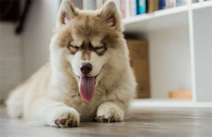 5 Métodos Infalibles para Encontrar Mascotas Perdidas en España