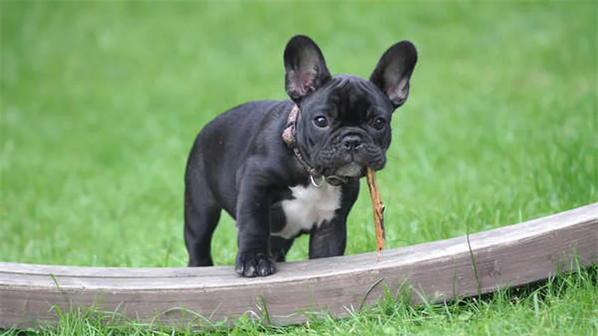 ¿Por qué a tu perro no le gusta el parque canino? Razones y soluciones