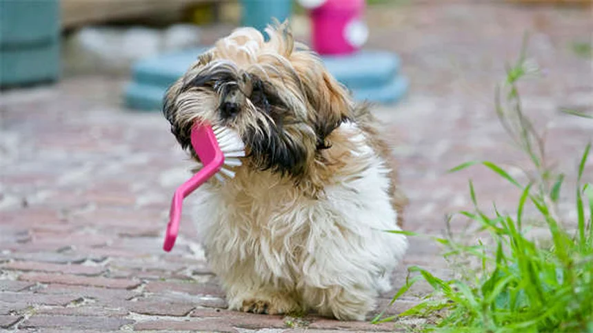 ¿Por qué a tu perro no le gusta el parque canino? Razones y soluciones