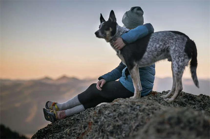 6 Razones por las que tu perro huele mal (y cómo solucionarlo)