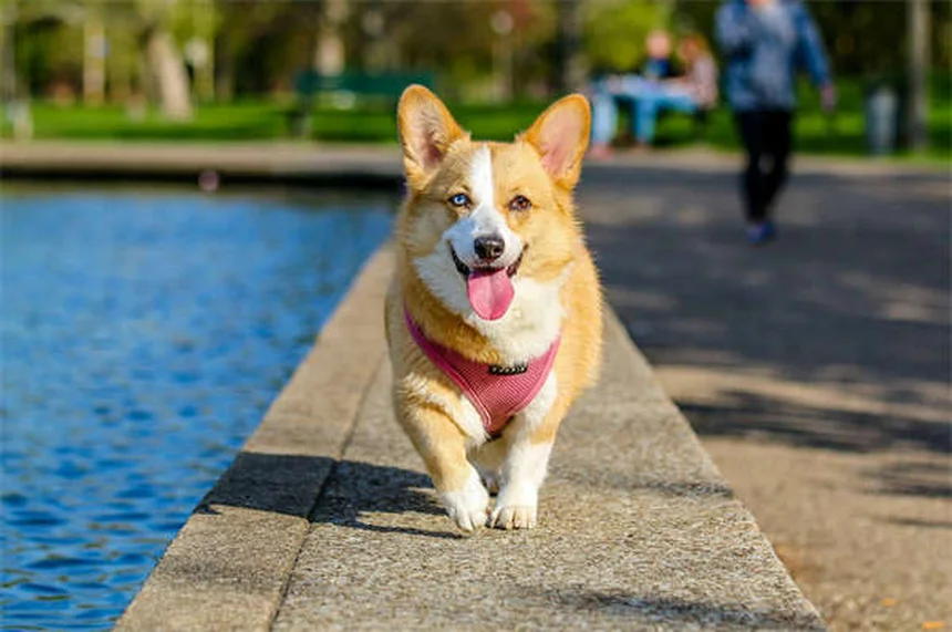 6 Razones por las que tu perro huele mal (y cómo solucionarlo)