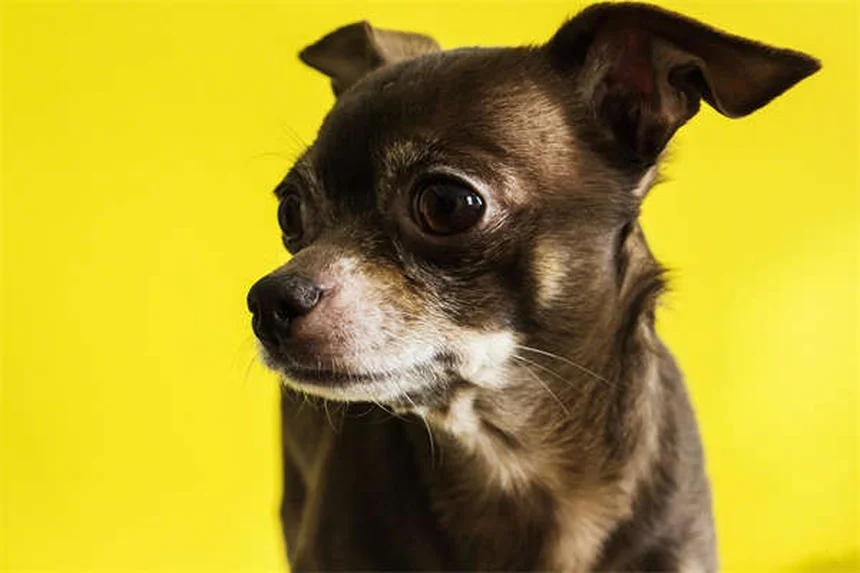 Vacuna Bordetella para perros: ¿Es necesaria para tu mascota?
