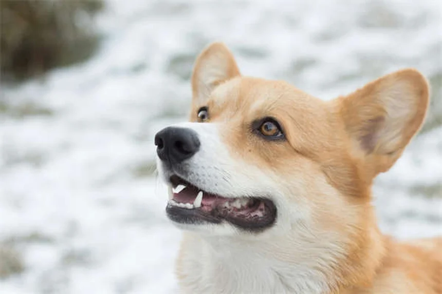 Vacuna Bordetella para perros: ¿Es necesaria para tu mascota?