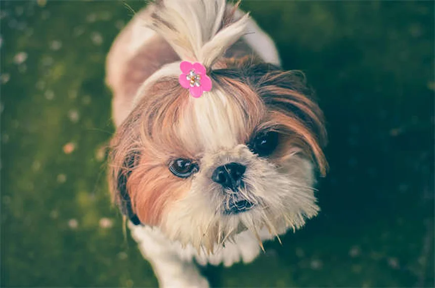 Vómitos y diarrea en cachorros: causas y cuándo acudir al veterinario