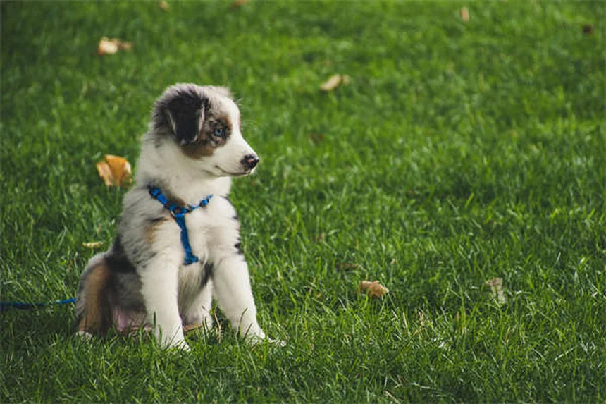 Cómo cuidar cachorros recién nacidos: 5 consejos esenciales para su primer mes