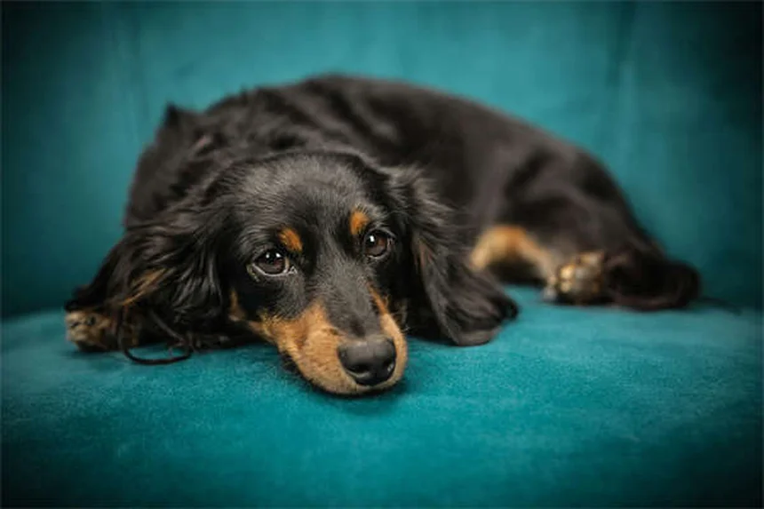 Cómo cuidar cachorros recién nacidos: 5 consejos esenciales para su primer mes