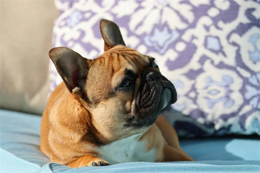 Lactated Ringers para perros y gatos: Guía completa de uso veterinario