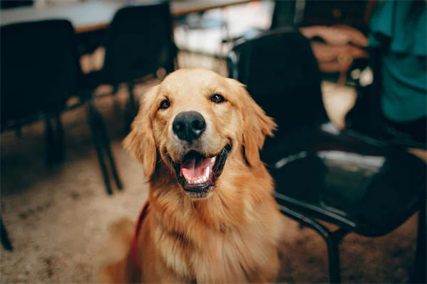 Lactated Ringers para perros y gatos: Guía completa de uso veterinario