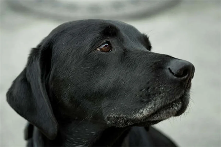 ¿Cómo eliminar pulgas en perros? 7 soluciones efectivas