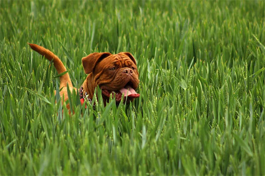 ¿Cómo eliminar pulgas en perros? 7 soluciones efectivas