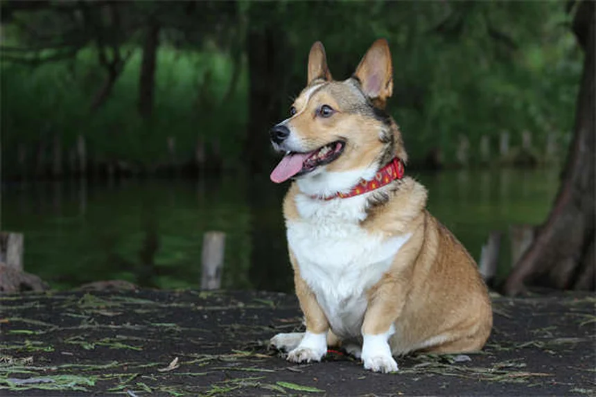¿Cómo eliminar pulgas en perros? 7 soluciones efectivas